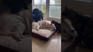 Dog's Rainy Day Grooming by Another Dog and a Cat