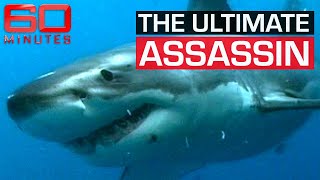 A great white shark's cunning tactic to attack its prey | 60 Minutes Australia