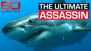 A great white shark's cunning tactic to attack its prey | 60 Minutes Australia screenshot 4