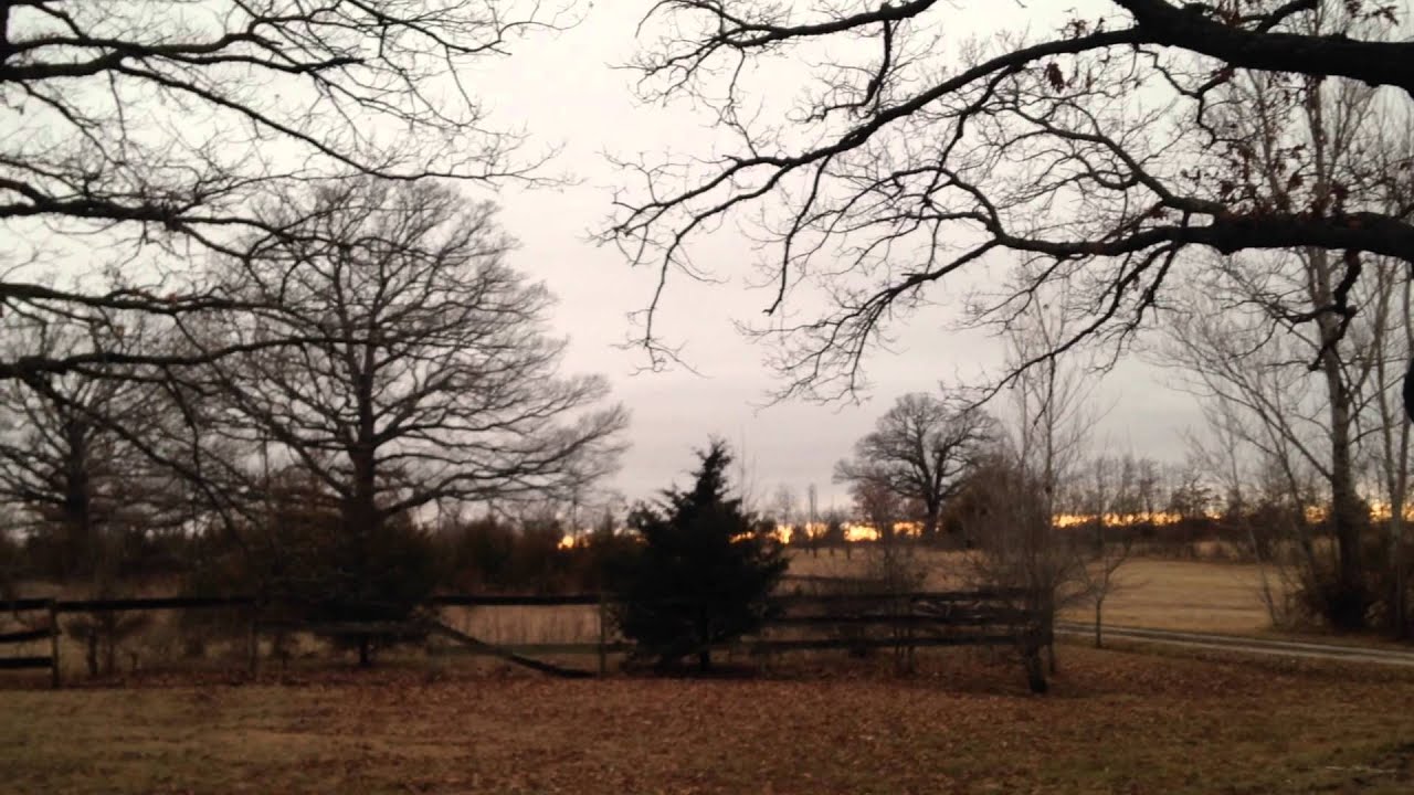 Chirping birds at dusk