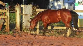 Lote 26 UNIQUE GOTTA GUN VSJ