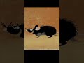 ¿Las ratas de Hamelin con peste? #FlautistaDeHamelín #cuentosdehadas  #CulturaPopular