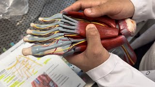 ayak anotomisi  anlatımı,tıp fakültesi  #tıpfakültesi