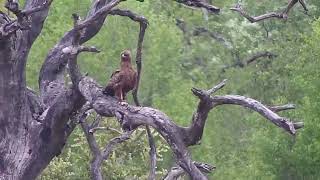 Djuma: Watch as pair of Raptors swoop in on Egyptian Geese and new Ducklings - 12:26 - 11/30/2023 by WildEarth Djuma Cam 312 views 4 months ago 2 minutes, 10 seconds