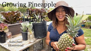 How To Grow Pineapple In Containers On Suburban Homestead Gardening 2022