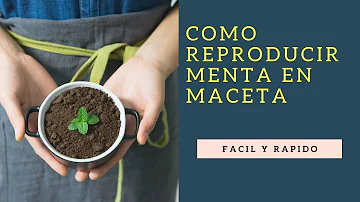 Para que serve a menta?