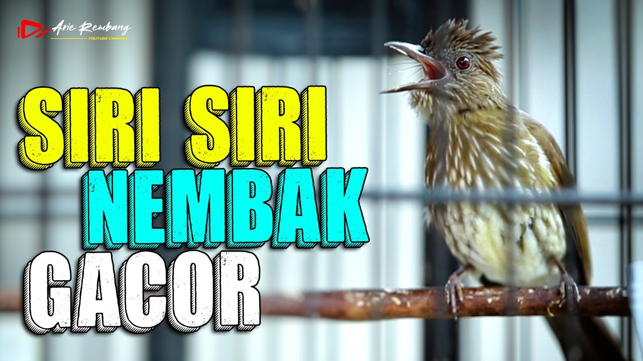 MASTERAN SIRI SIRI NEMBAK NGEBREN GACOR