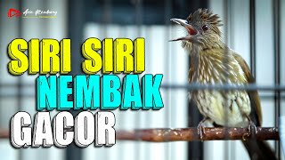 MASTERAN SIRI SIRI NEMBAK NGEBREN GACOR