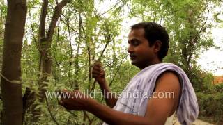 Indian Villager Uses Neem Stem As Datun Tooth-Brush Cum Tooth Paste, For Astringent Tooth Cleaning