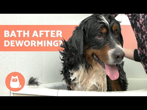 Video: Může váš pes mít koupel po bleší léky?