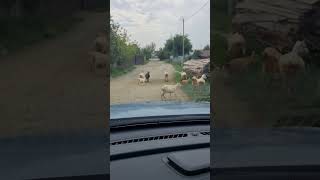 Козлятки/ nanny-goats #goats #happy #nannygoats