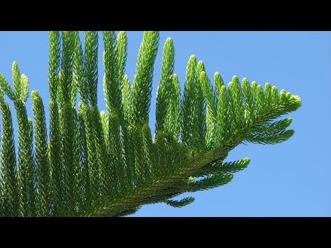 Video: Araucaria (54 լուսանկար). Տնային խնամք, Araucaria Heterophylla և չիլիական, խայտաբղետ և բիդվիլա տեսակների նկարագրություն