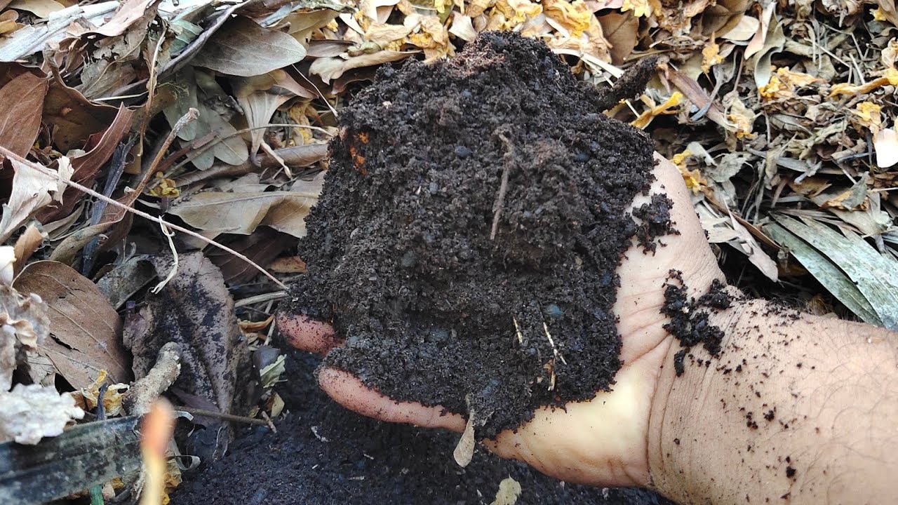 ปุ๋ยมหัศจรรย์ จาก ใบไม้ ใช้แค่หางอึ่ง!!!