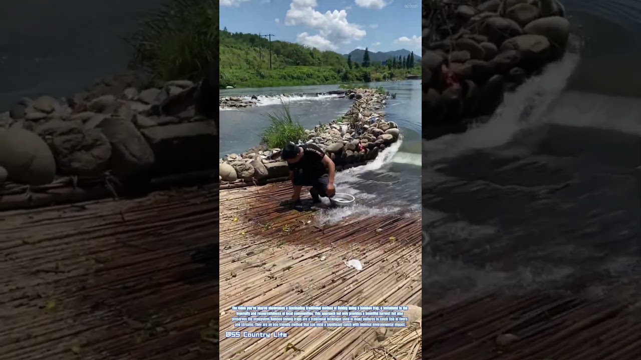 The Art of Bamboo Fishing Traps: A Traditional Harvest