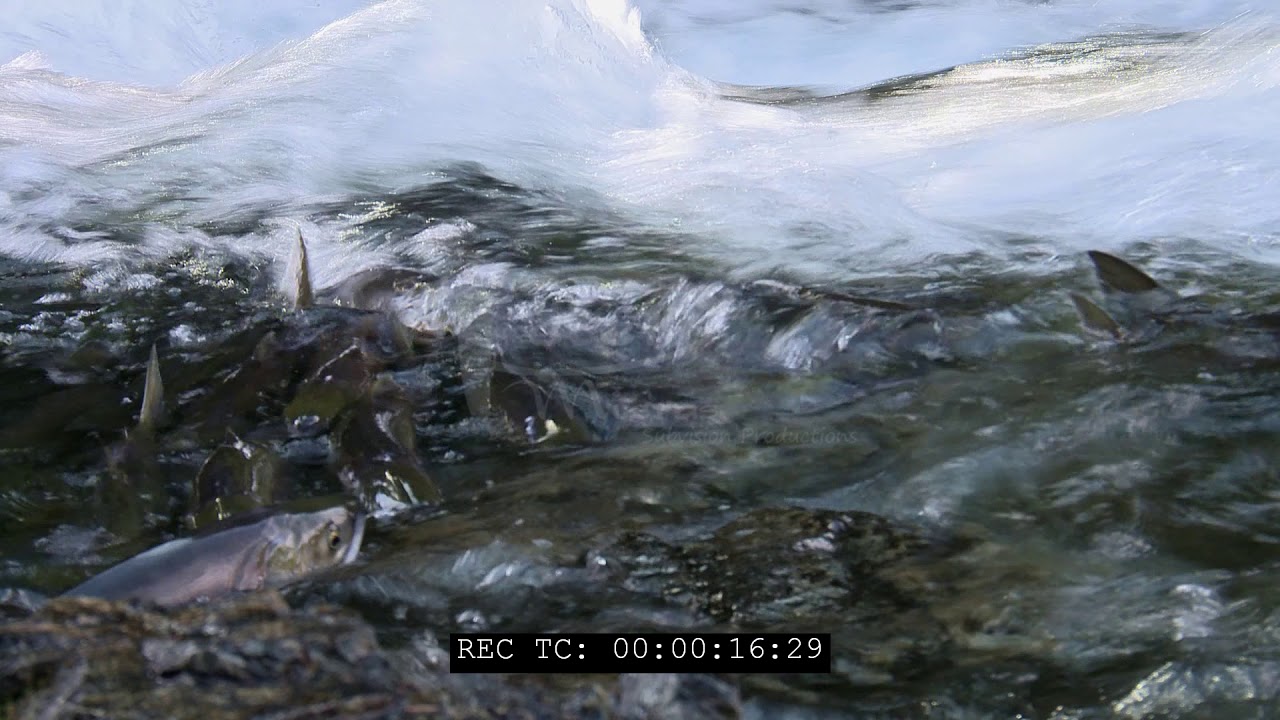 School of Sockeye salmon, Oncorhynchus nerka close up in wild river HD stock footage