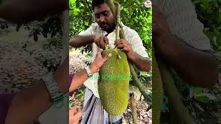 The red jackfruit of Thailand #agriculture #farming