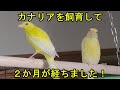 カナリアをお迎えして2か月が経ちました。環境にもすっかり慣れた様です。