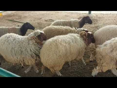 روحنا الفرافرة وشفنا مشروع إنتاج حيواني أسطورة في قلب الصحرا 700 راس غنم برقي أصيل 