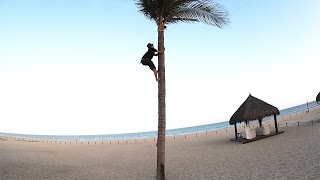 Dangerous Palm Tree Climb FAIL!