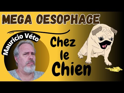 Vidéo: Santé du chien: méga-oesophage