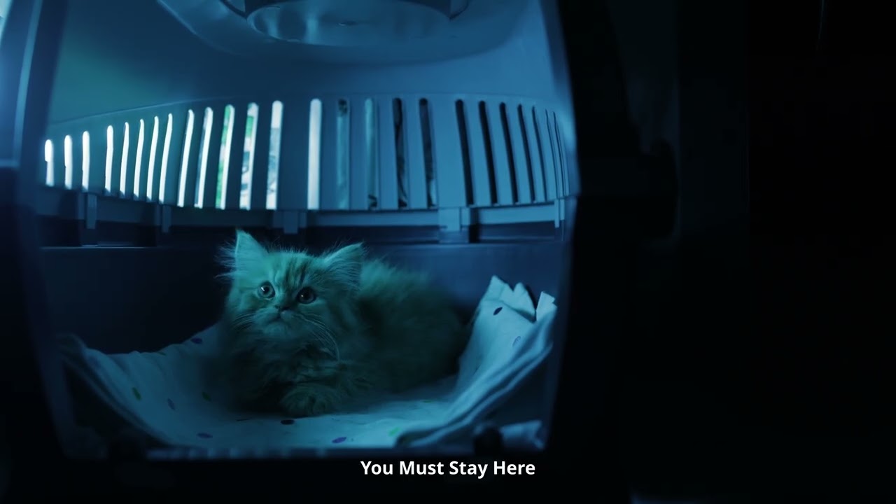 Cinematic Cat Short | Canon R6 | 4K