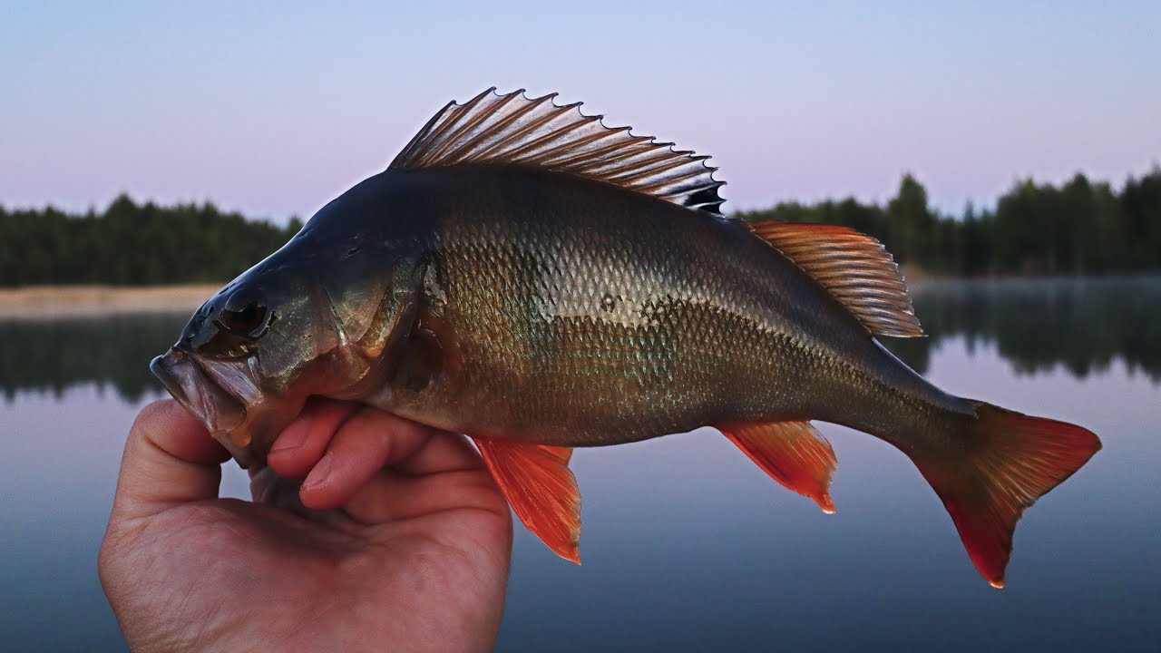 AHVENTA METSÄLAMMESTA - KAVERIN KANS KALASSA