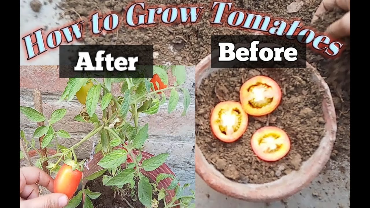 How to Grow Tomatoes from Seed (A Complete Step by Step Guide) YouTube