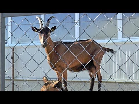 Видео: Как да се опаша за детска градина в Уфа