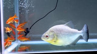 巨大ピラニアの水槽に金魚１０匹を投入した結果・・・！