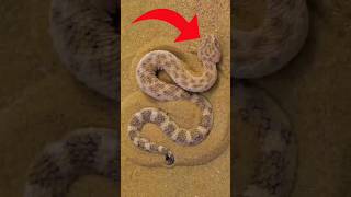 ഇതിനെ കണ്ടാൽ സൂക്ഷിക്കുക #storify#storifystudio#viral#fact#trending#afluworld#dubai#youtube#viraltag