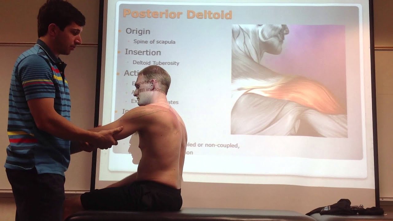 Posterior Deltoid: Palpation, Manual Therapy and Stretch - YouTube