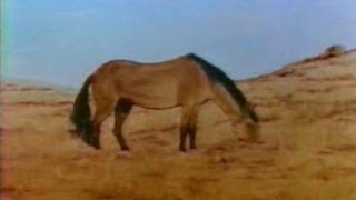 Download Lagu Equis, The Evolution of the Horse MP3