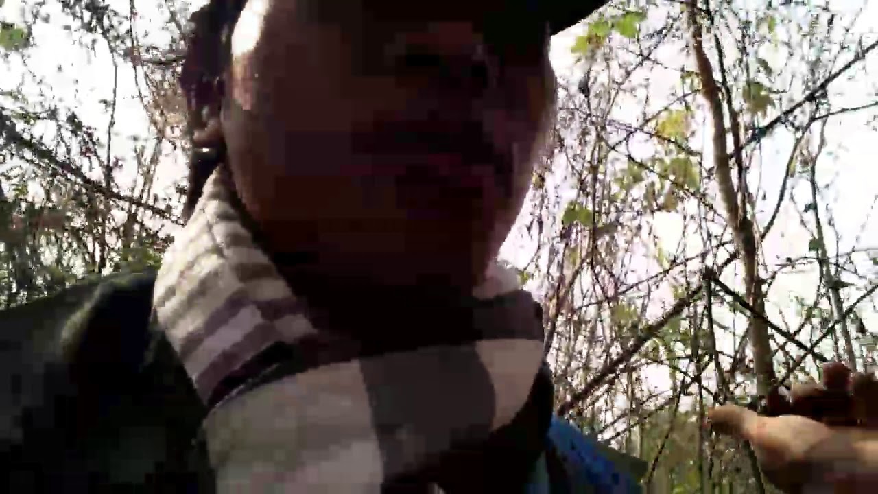 เทคนิคการดักไก่ป่าและการพรางกับดัก