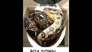 Snake Found Down Toilet in Cumbria