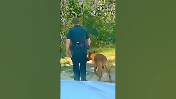 Scared Dogs Dog 