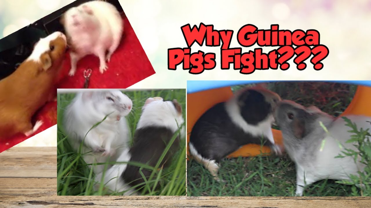 Guinea Pigs FIGHTING MyPetCollection YouTube