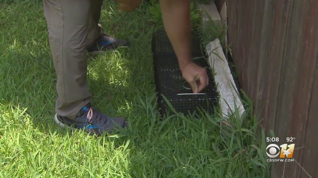 Wildlife Experts Continue Search For 6-Foot Cobra In Grand Prairie Using Traps