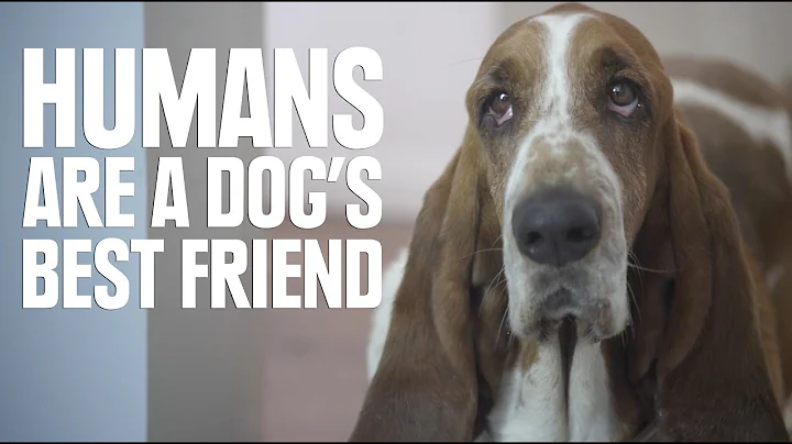 Humans Are A Dog's Best Friend - DayDayNews