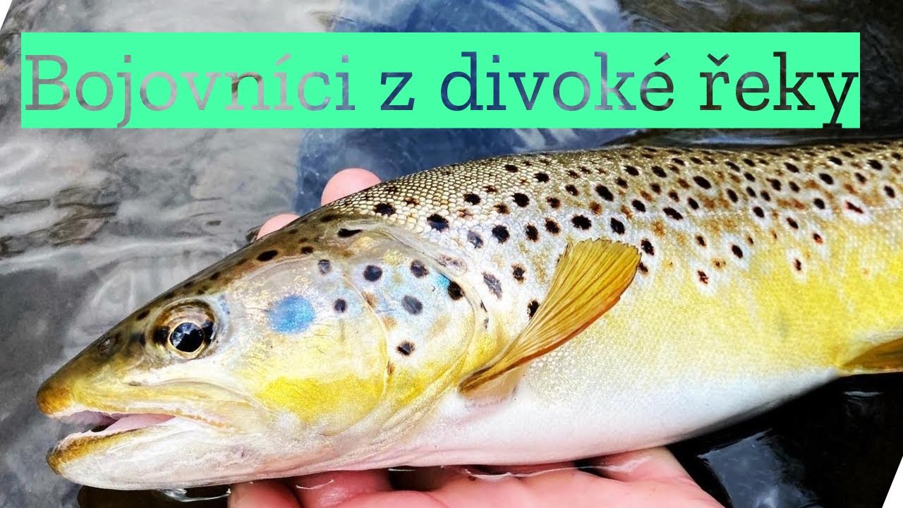 Neskutečně bojovní pstruzi z divoké řeky!