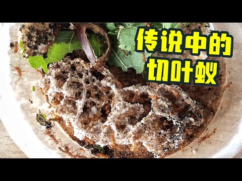 螞蟻會種蘑菇？ 100隻切葉蟻5天時間能造出多少真菌？ 太神奇了！【阿良良木翼】