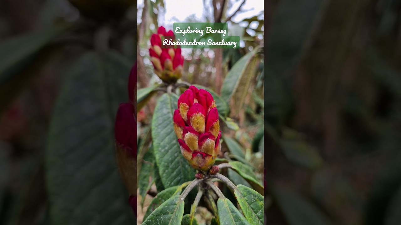 Exploring Barsey Rhododendron Sanctuary