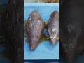MONIATOS | Pas 5 Treure'ls 🤤🔥 | #food #cooking #recipe
