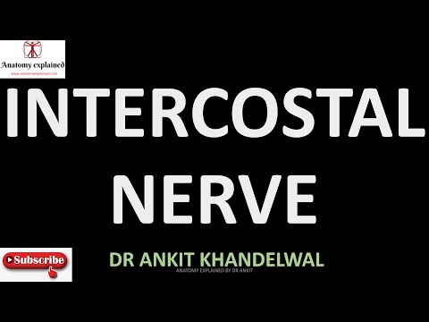 ઇન્ટરકોસ્ટલ સ્પાઇનલ નર્વ એનાટોમી II એનાટોમી સમજાવી II ડૉ. અંકિત ખંડેલવાલ