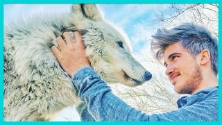 PLAYING WITH A REAL WOLF!