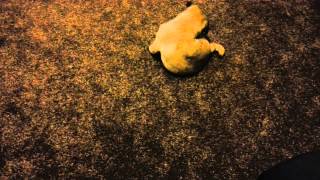 Pug puppy chasing tail