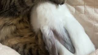  And Direct  Silent Partner But With Cats