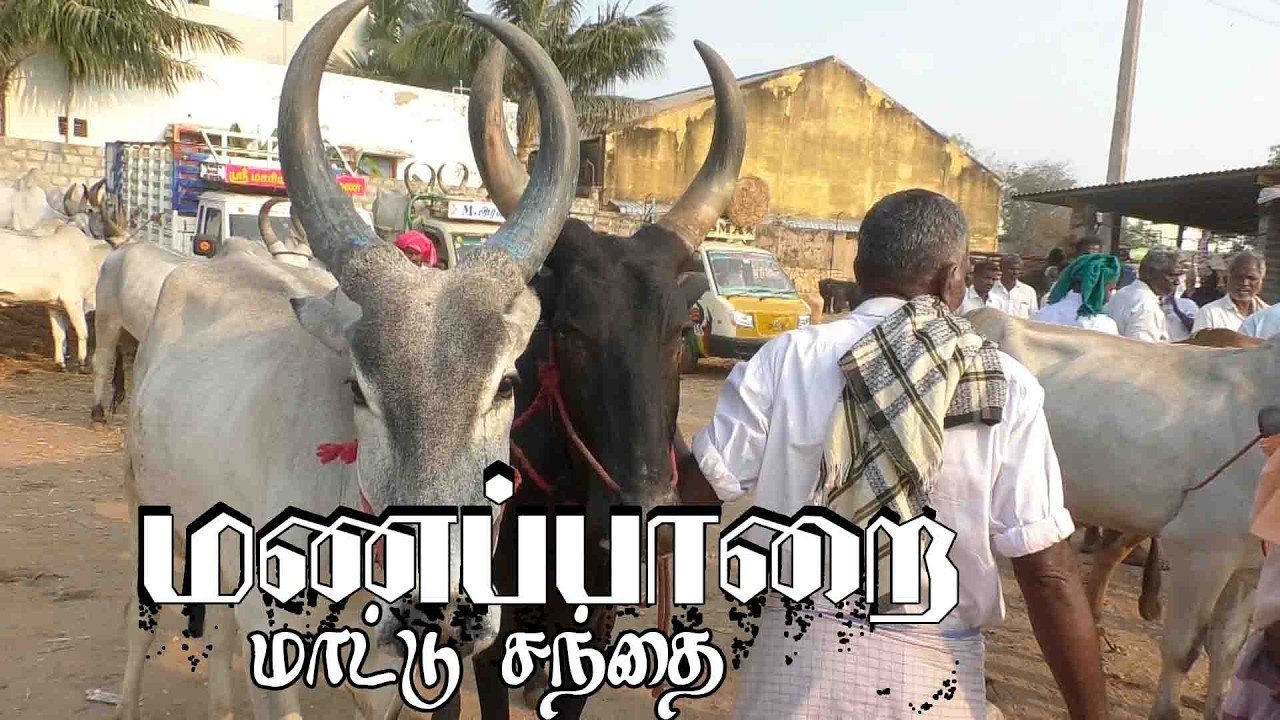 24.2.2026 | Manapparai mattu santhai | மணப்பாறை மாட்டு சந்தை