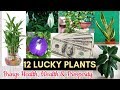 Lucky Plants for Health, Wealth, And Fortune. With Expert Care Tips.