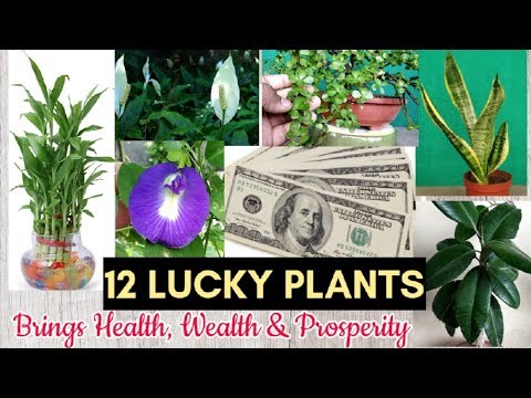 Stress Reducing And Luckey Plants For Health, Wealth, And Fortune~Easy To Grow~Complete Care Tips.