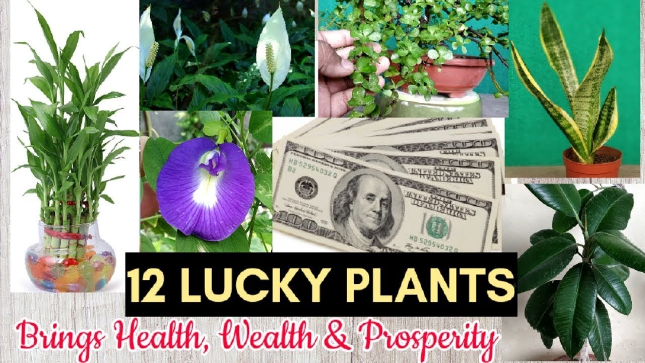 Lucky Plants for Health, Wealth, And Fortune. With Expert Care Tips